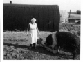 Mrs Helly Robinson with Wessex sow c1960